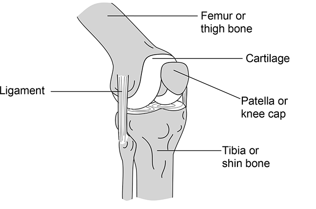 diagram of knee and femur and tibia