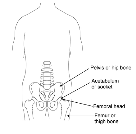 diagram of the pelvis and acetabulum